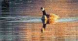 Lone Swimming Goose_DSCF5625